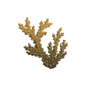 Realistic Coral 36